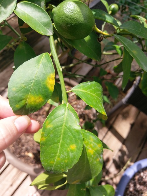 Yellow spots on Improved Meyer Lemon?