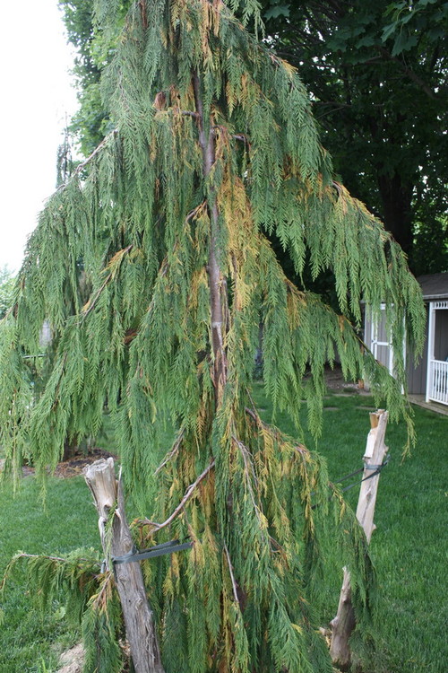 nootka weeping cypress