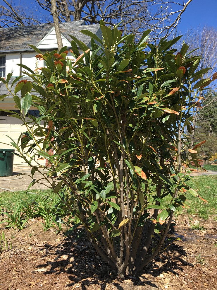 Skip Cherry Laurel leaves brown and brittle