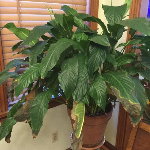 Why does the lily turn yellow leaves Why does the lily turn yellow leaves