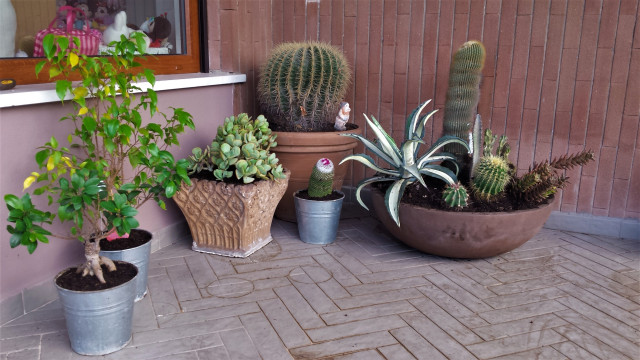 Terrazzo Coviello eklektisk-traedaeck