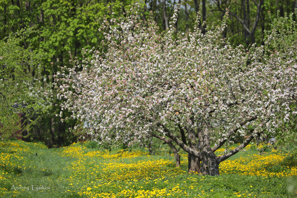 Плодовый сад МГУ