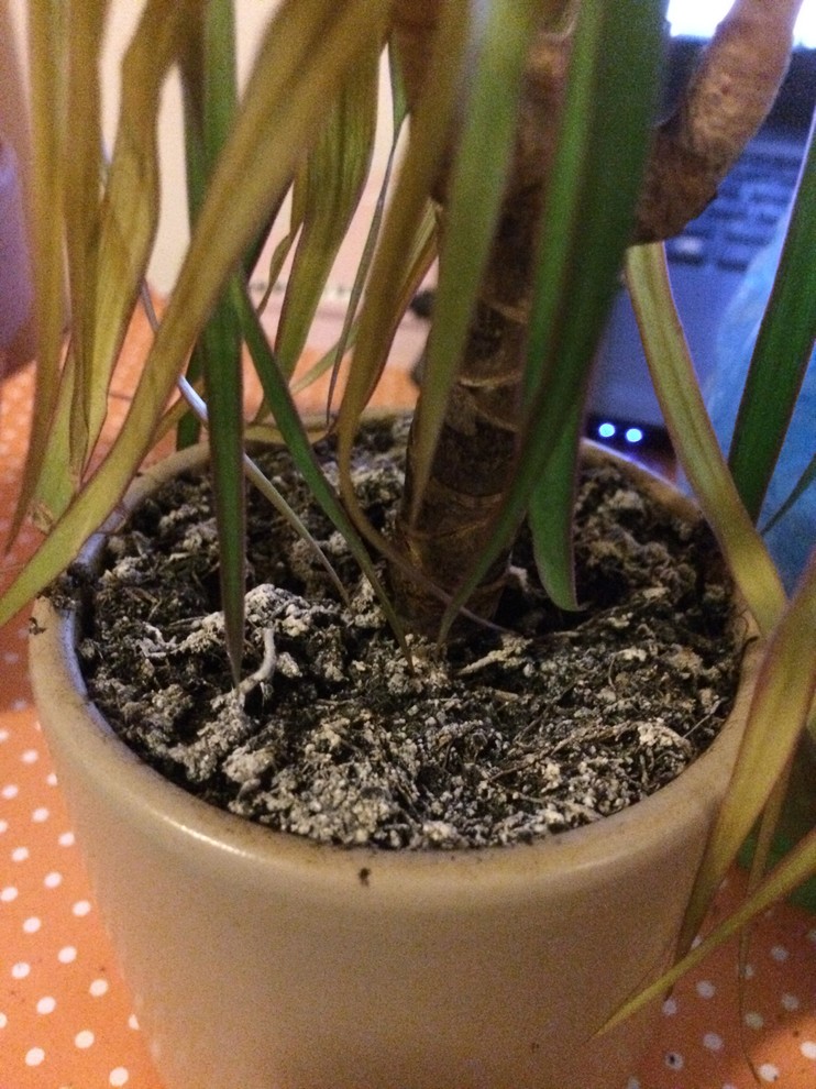 How to stop my dragon plant from dying?