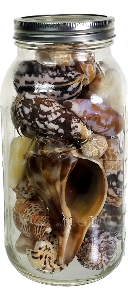 Seashells in Jumbo Mason Jar