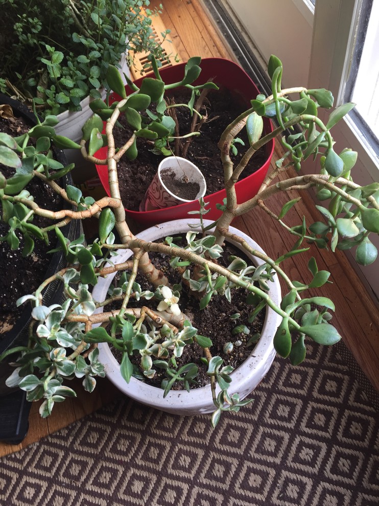 Jade plant droopy . What should I do?