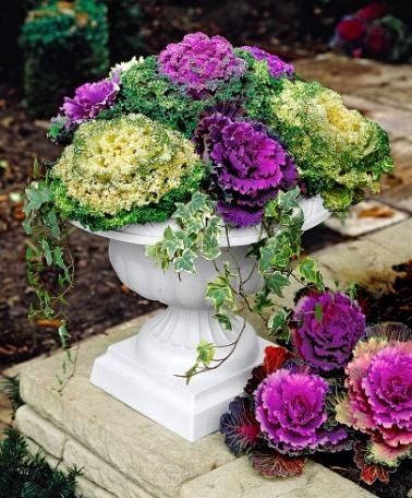 CABBAGE, KALE, BALTIC VARIEGATED IVY . The ingrdiants are simple as is the pot but that is the point. Think outside of the box and you can create a wonderful centerpiece !