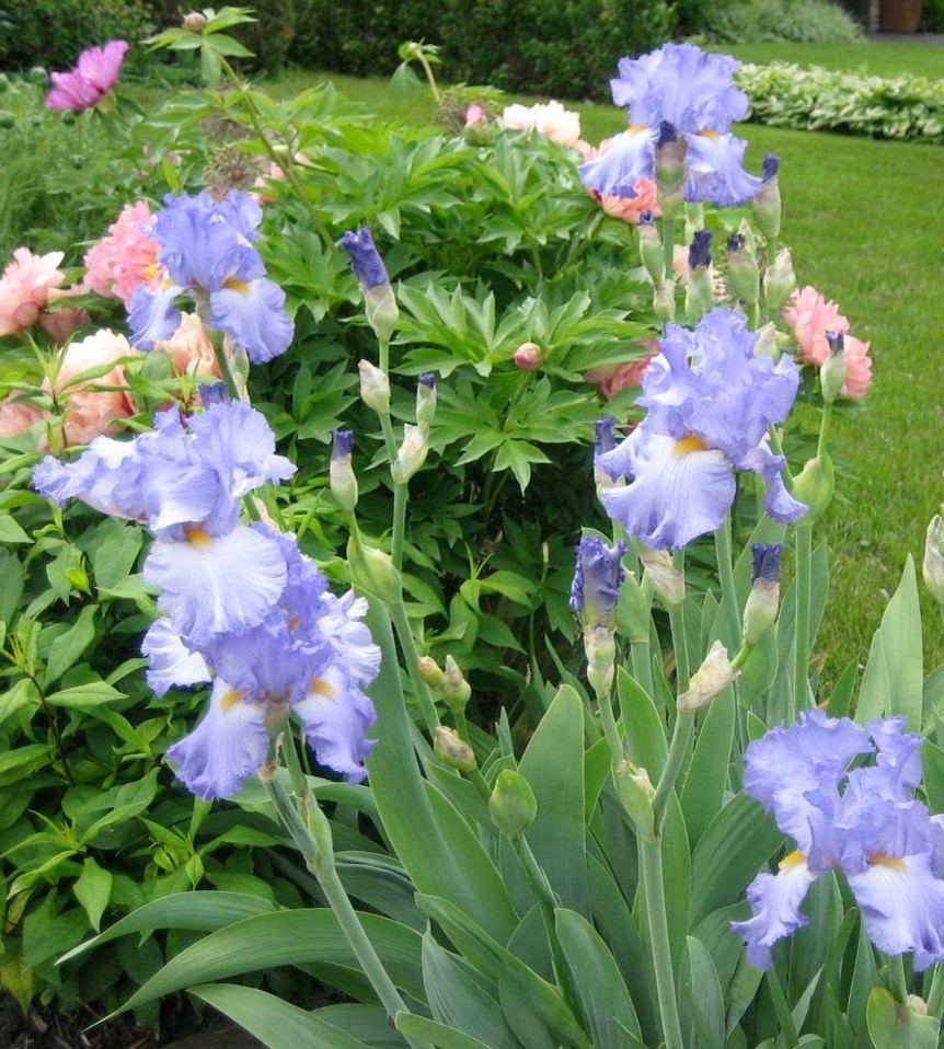 Blue flowering perennials