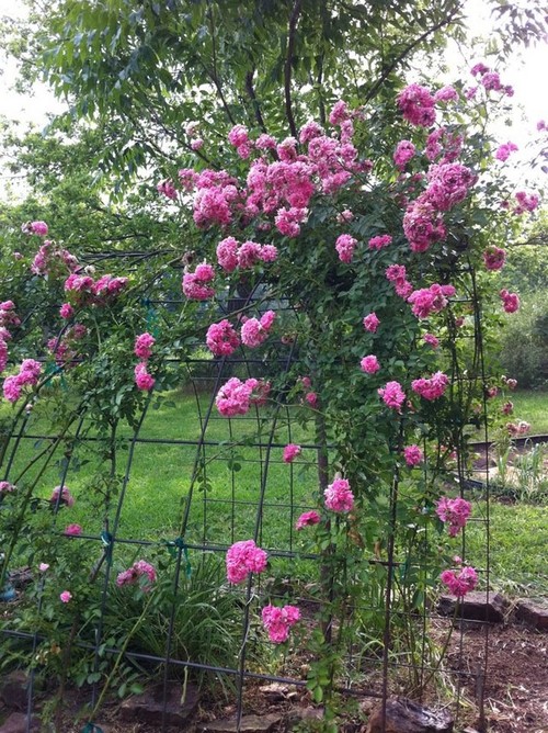 Tiny blooms, l-o-n-g thorny canes. Help? Tiny blooms, l-o-n-g thorny canes. Help?