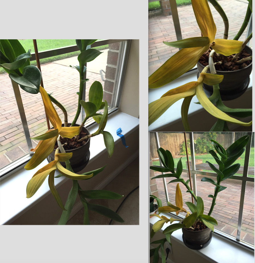Rescue orchid help: yellow leaves after repotting | Houzz Forum