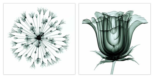 African Bluebell And Rose Veil Flower Wall Art Tempered Glass
