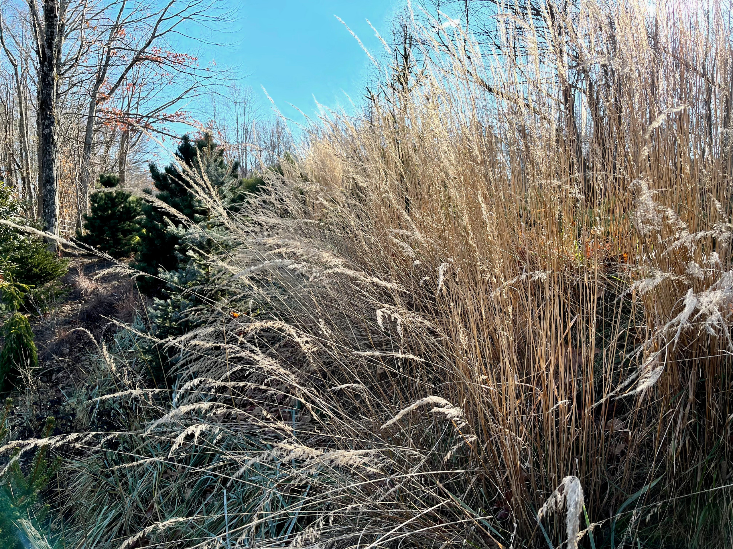 Calamagrostis acutiflora 'Karl Foerster' in late fall