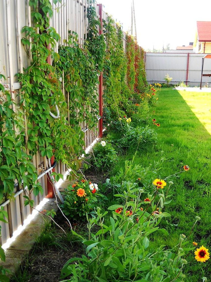 Живая изгородь