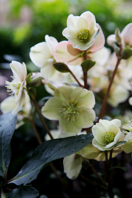 Flora & Fauna garden