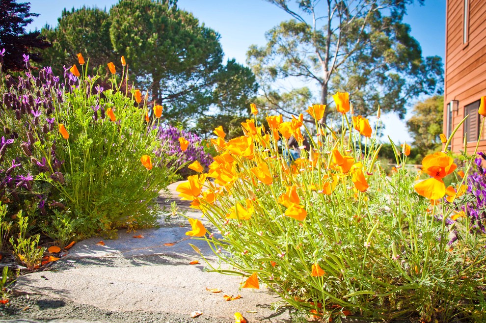 This is an example of a mediterranean garden in San Luis Obispo.