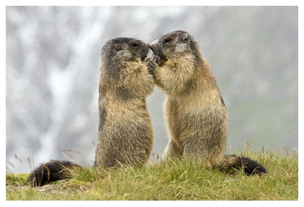 Two Alpine Marmots, Hohe Tauern National Park, Austria-Paper Art, 40 ...