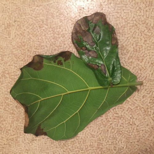 Fiddle leaf fig training/ pruning