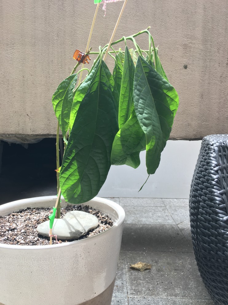 Wilting leaves and weak stems on Avocado tree!