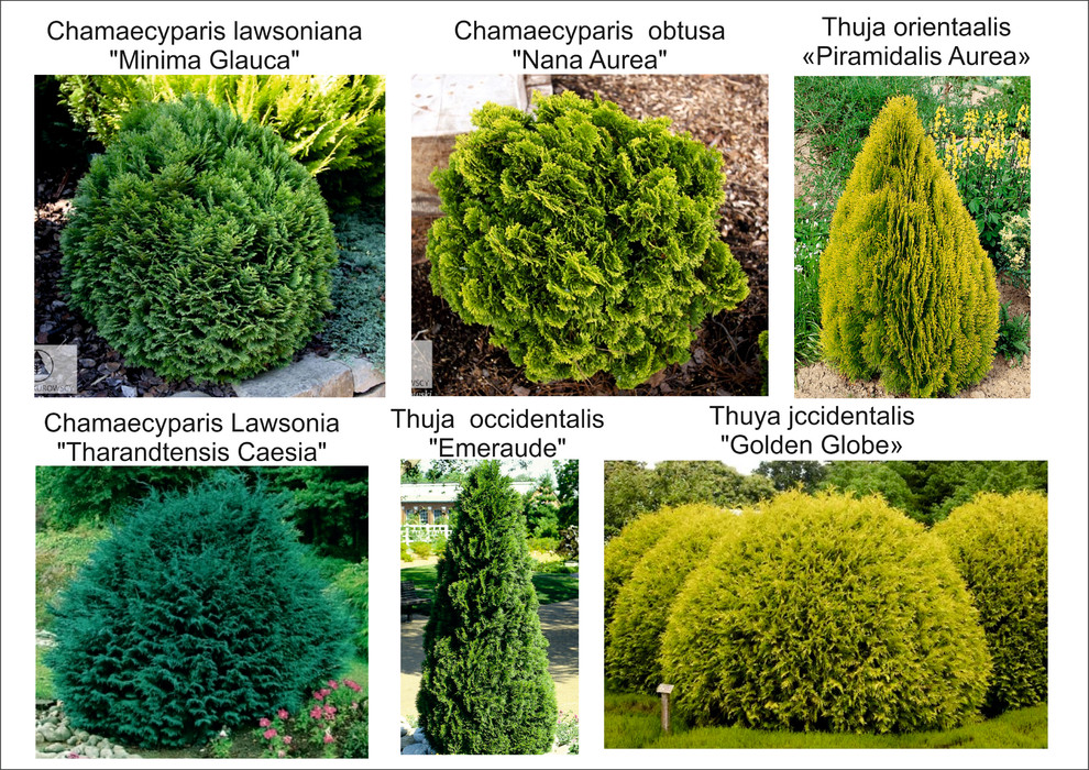 Галицино благоустройство и озеленение