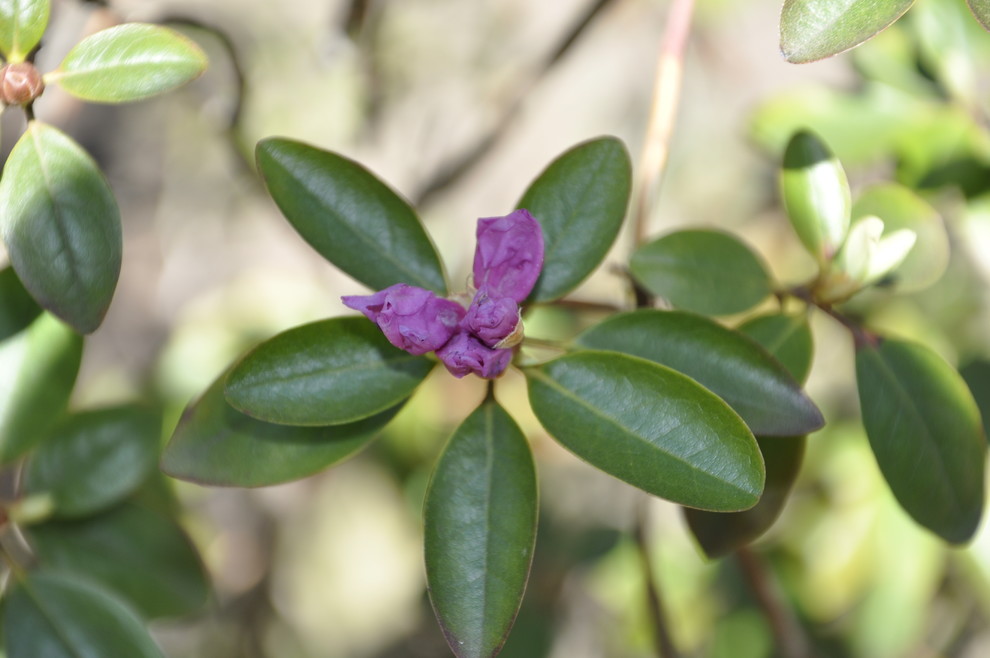 кп. "Архангельское" - Уход за садом - 100% качество!