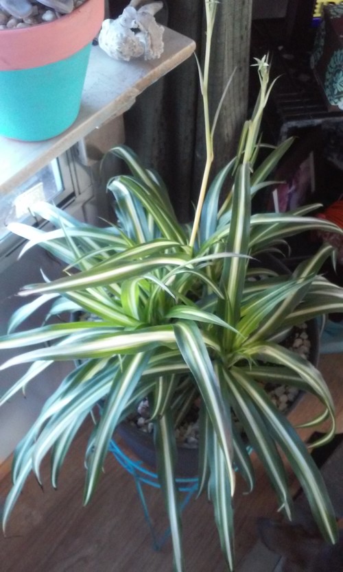 Spider plant turning black and brown. HELP!