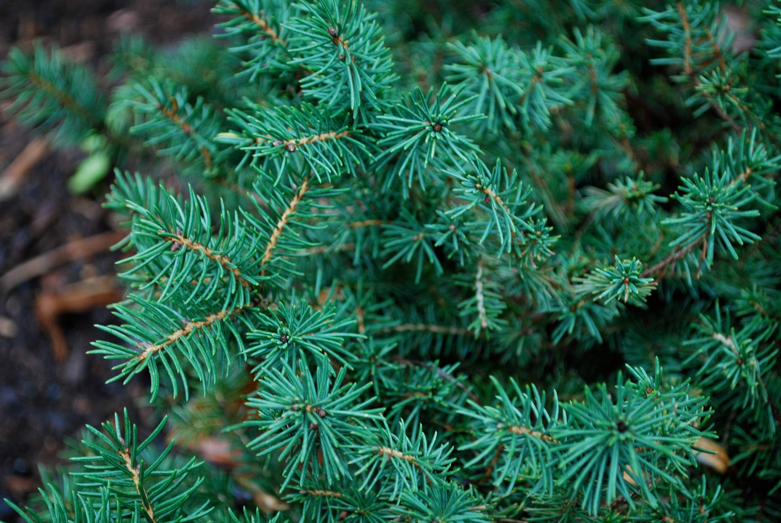 Birds Nest Spruce (Picea abies nidiformis)
