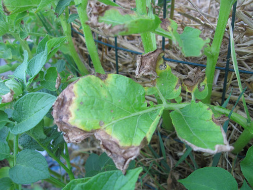 Potato leaves brown-why?