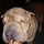 martha_gifford