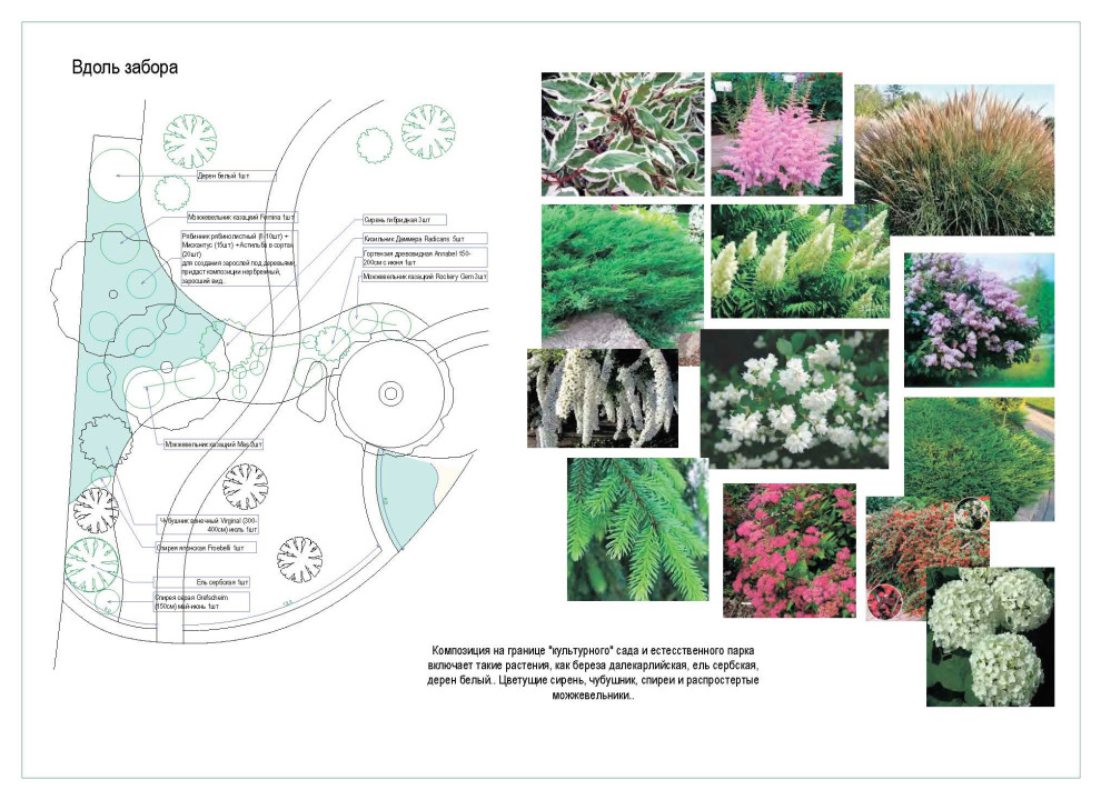 Дендрологический  план. Фрагмент.