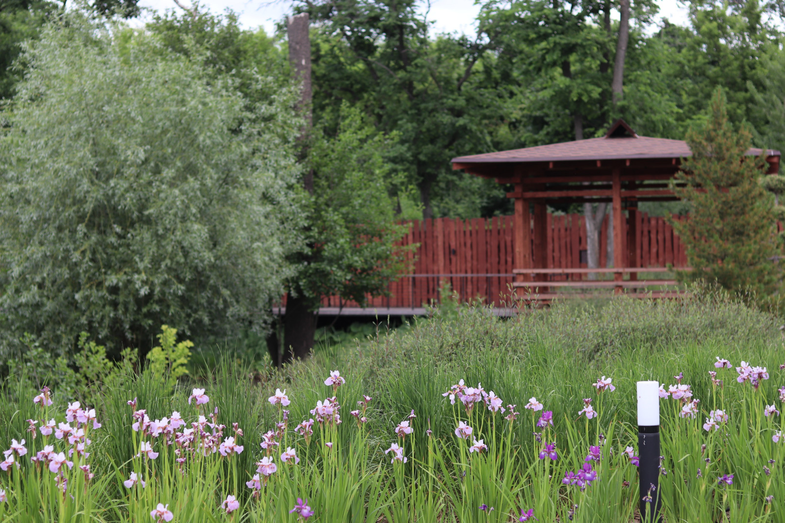 WB Берег пруда (май,июнь)