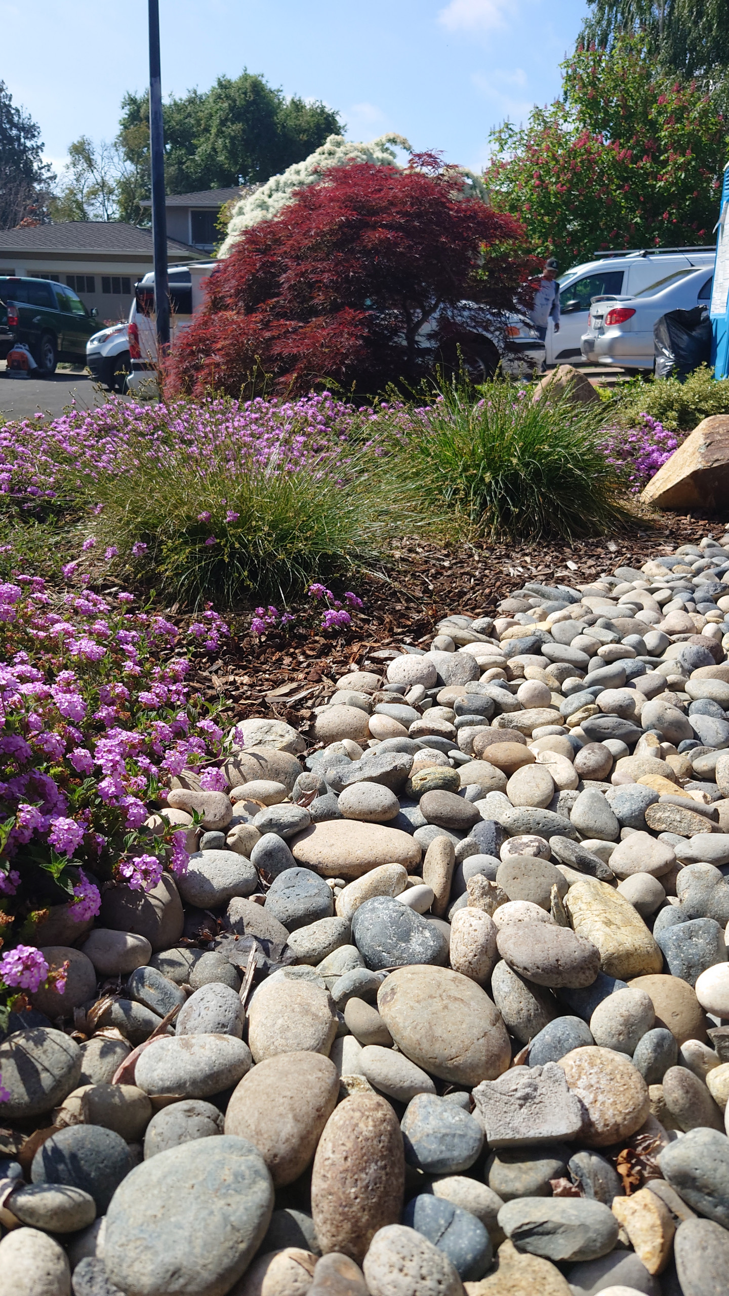 DESIGN TO COMPLIMENT MAPLE TREES