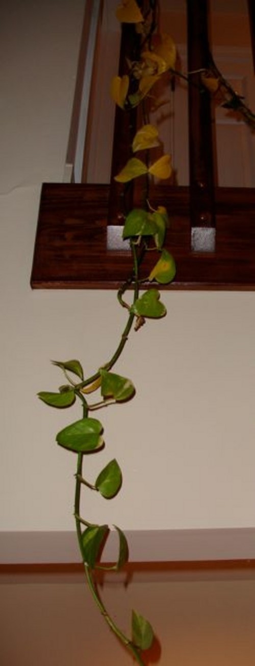 Yellowing leaves on Wandering Jew?