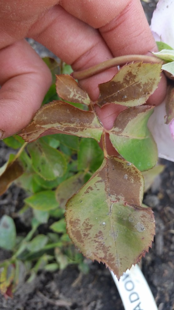 Chamblees roses leaves turning red brown!