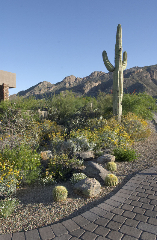 Inspiration for a country garden in Phoenix.