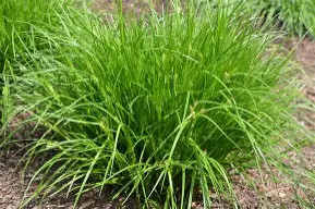 Favorite Plants
