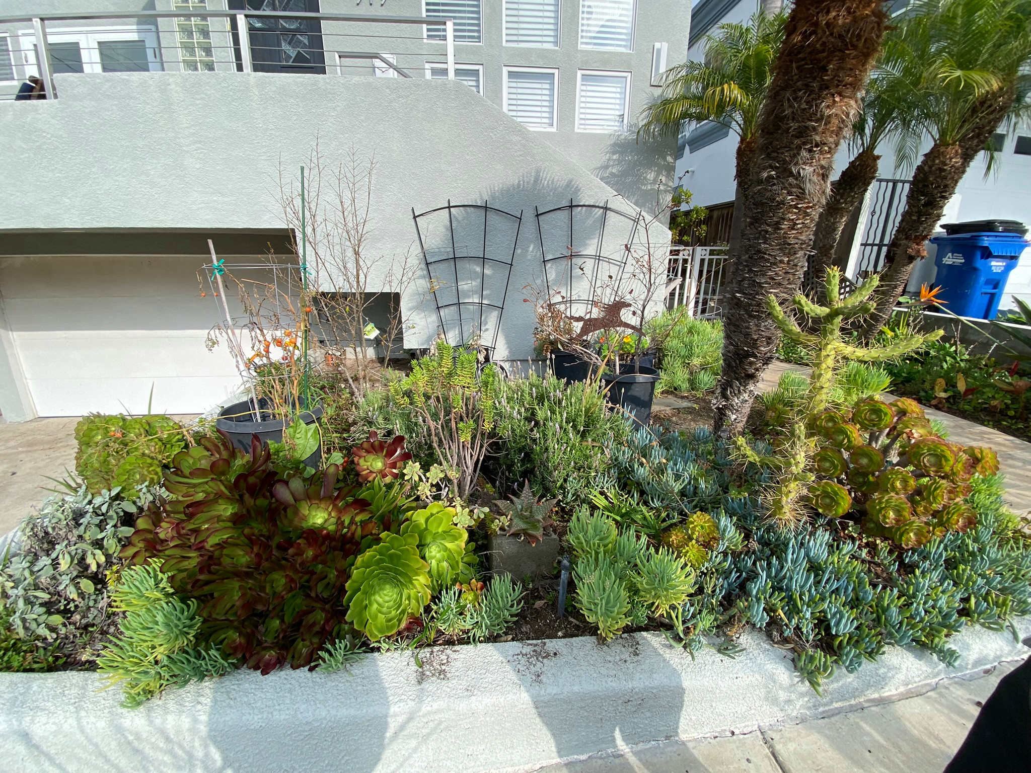 Hermosa Beach, CA: Front Yard Edible Modern Curb Appeal