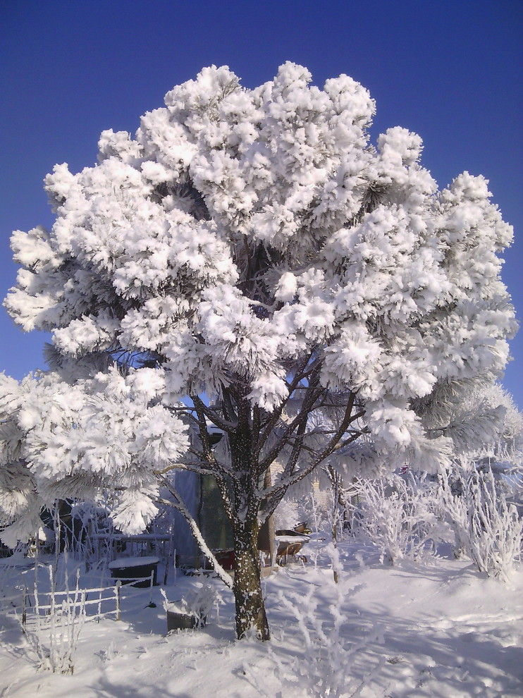Наш собственный сад