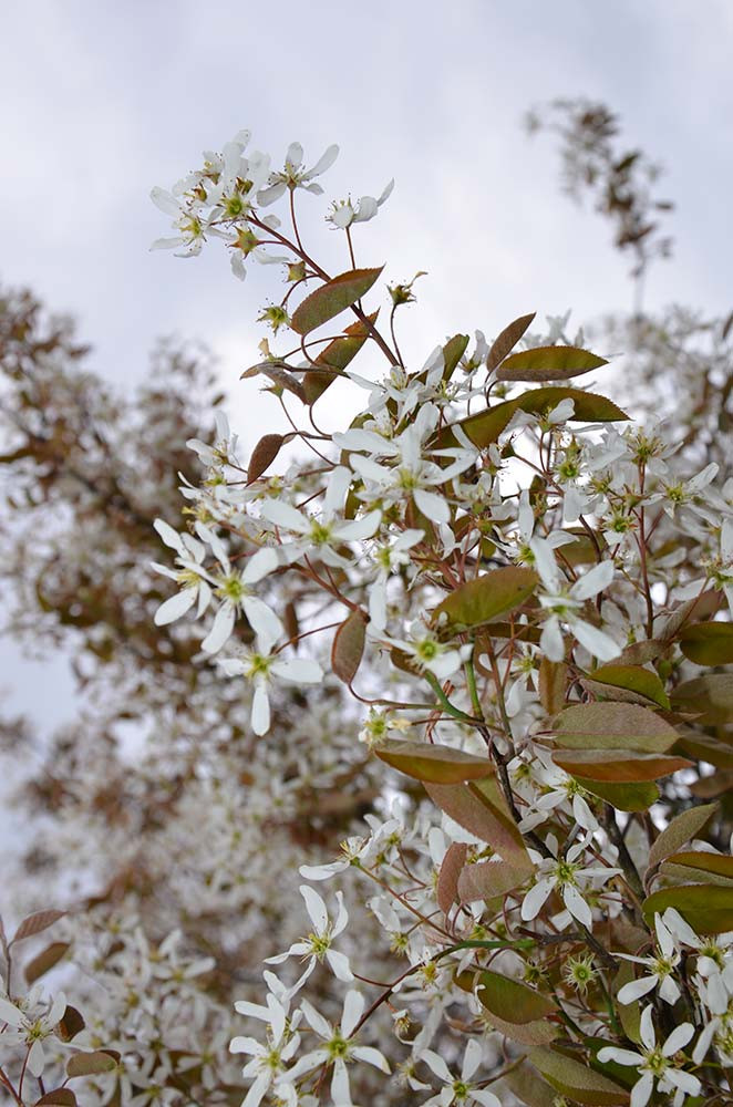 Ландшафтный сад КП "Новоглаголево", Киевское шоссе