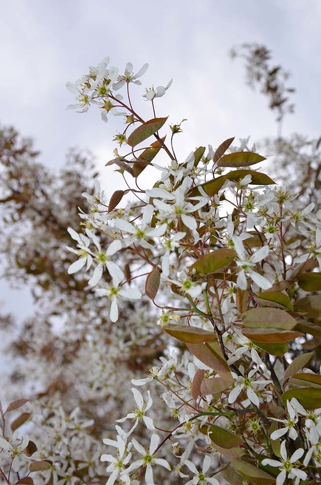 Ландшафтный сад КП "Новоглаголево", Киевское шоссе