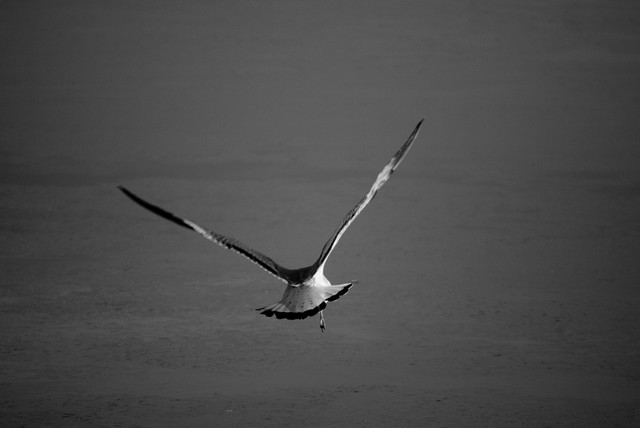 Flying Free Black White Coastal Bird Wildlife Photo Unframed