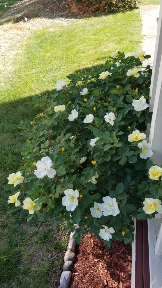 Help! What is Wrong with my Rose Bush?