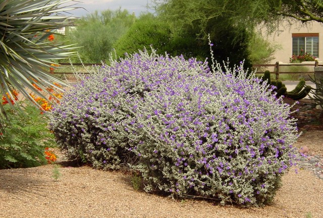 Great Design Plant Violet Silverleaf Thrives On Scant Water