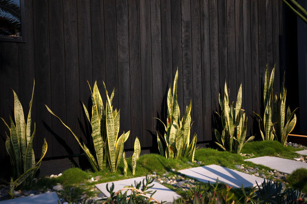 Inspiration for a modern garden in Sunshine Coast.