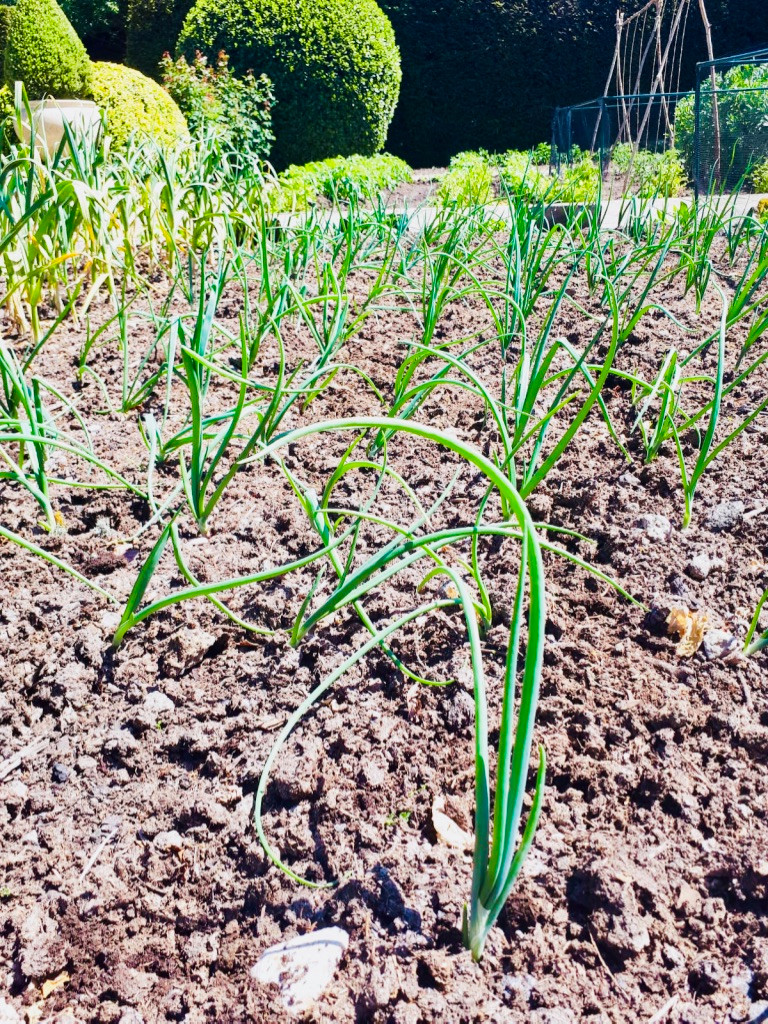 Vegetable Garden Maintenance Project