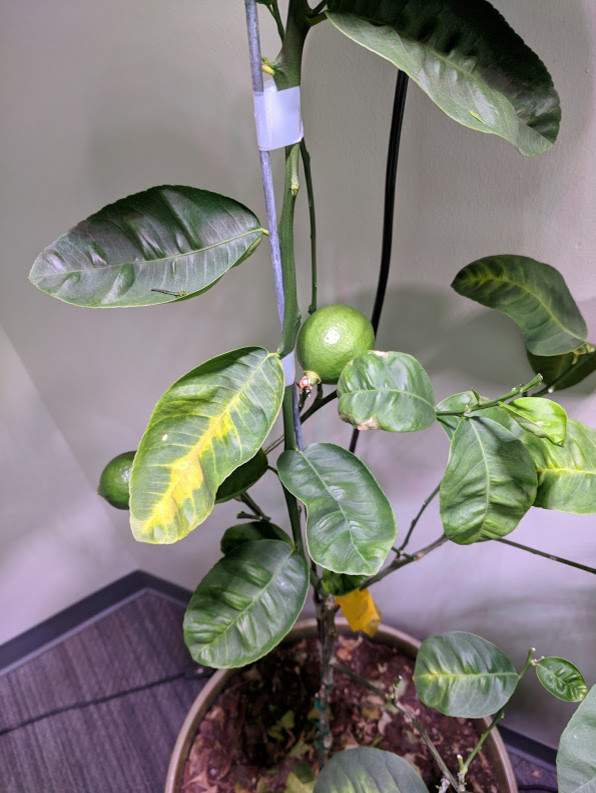Meyer Lemon Leaves Yellowing from Inside Out