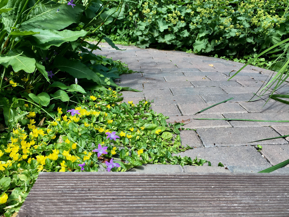 Белкин сад. Лето 2019