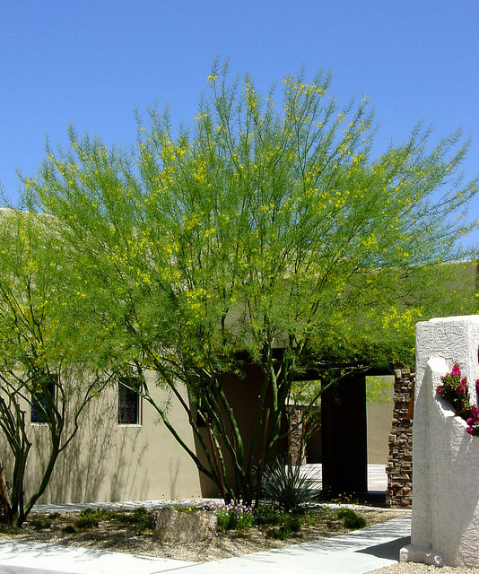 desert museum palo verde tree root system