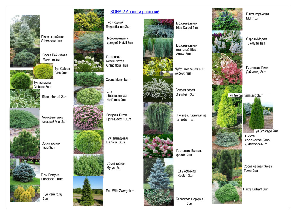 Ассортимент растений