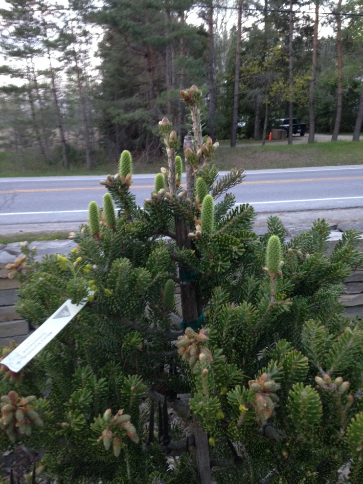 first conifers