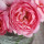 Roses InHouston