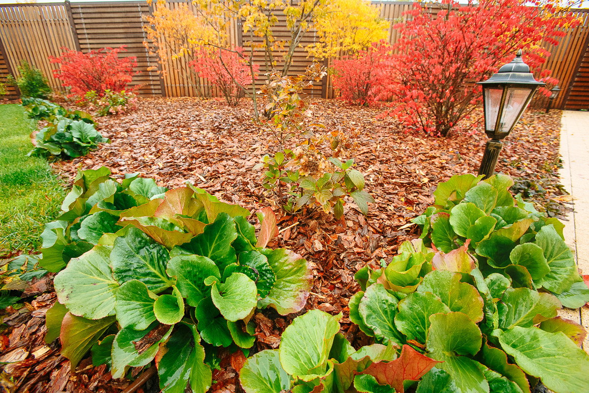 Сад с румянцем